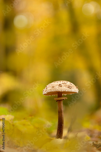 Parasol mushroom Macrolepiota procera in a forest in fall