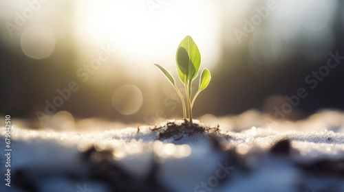 Young green sprout emerging from snowy frozen ground announcing end of winter end beginning of spring season photo