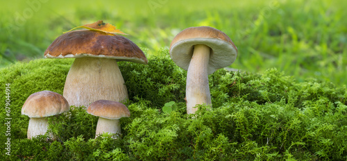 mushrooms - Boletus edulis