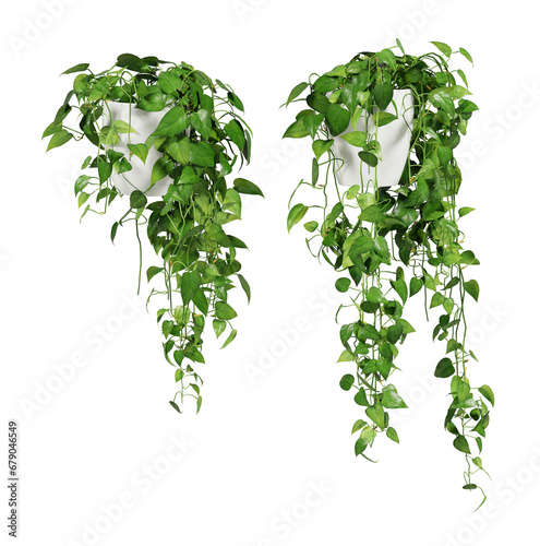 Green ivy in flower pot or Green plant hanging isolated. House plant for interior design. 