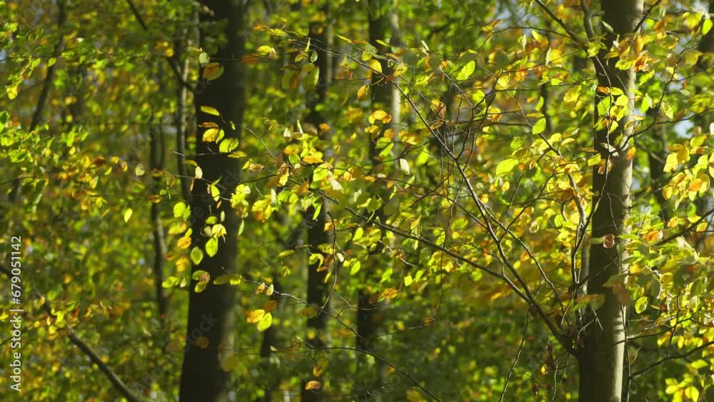 Wind is blowing through beech tree leaves at fall, autumn, semi closeup. Steady shot. Wind is blowing through beech tree leaves at fall, autumn, semi closeup. Steady shot.