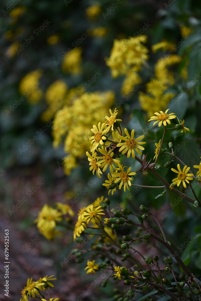 Japanese silver leaf ( Farfugium japonicum ) flowers. Asreraceae evergreen perennial plants. Yellow flowers bloom early. The young petioles are edible and the leaves are medicinal.

