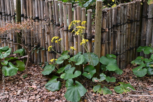 Japanese silver leaf ( Farfugium japonicum ) flowers. Asreraceae evergreen perennial plants. Yellow flowers bloom early. The young petioles are edible and the leaves are medicinal.
 photo