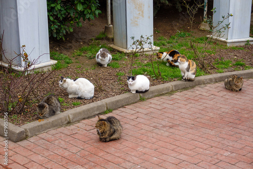 From above of various cats sitting at yard in Istanbul, Turkey