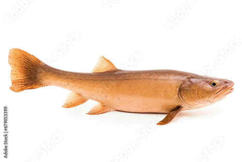 Fresh catfish on white background