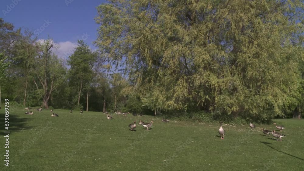 Greylag goose on a meadow