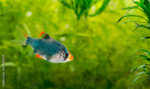 Foto Puntius tetrazona -  an aquarium fish