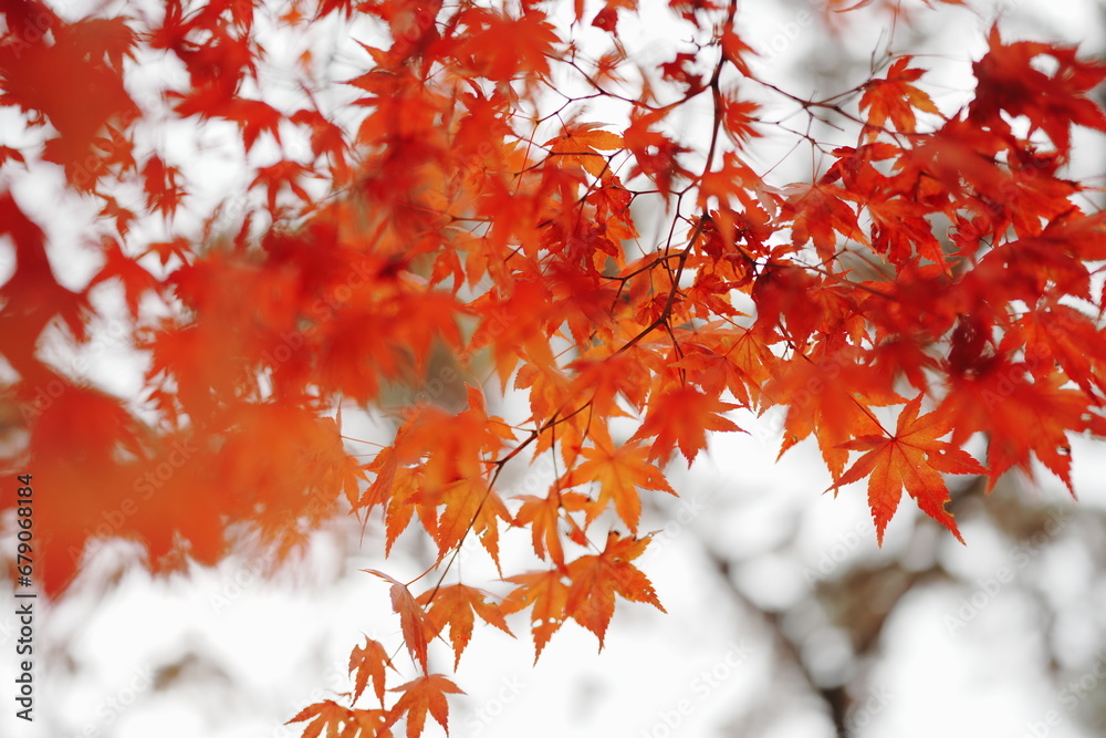 Red Yellow and Orange Autumn Leaves Background. Autumn forest road in autumn leaves background. Red Yellow and Orange Autumn Leaves Background. Autumn forest road in autumn leaves background.