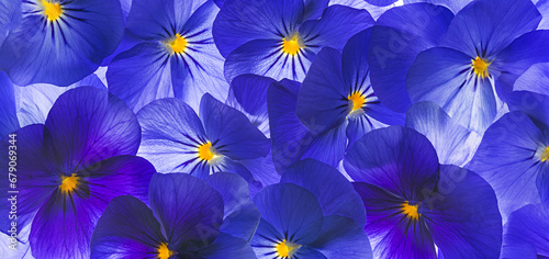 pansy flower close up - flower background