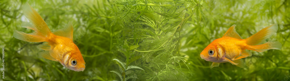 golden fish in aquarium golden fish in aquarium