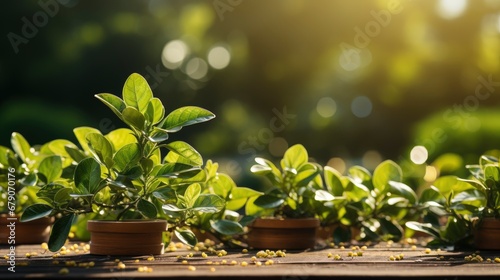 Natural Green Background Selective Focus, HD, Background Wallpaper, Desktop Wallpaper