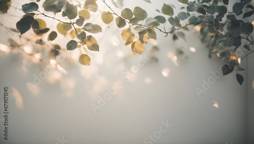 minimal leaf  background natural light