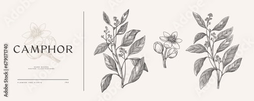 Set of flowers, buds and leaves of fragrant camphor. Beautiful tropical plant in engraving style. Botanical vector illustration for floral design in medicine and cosmetology.
