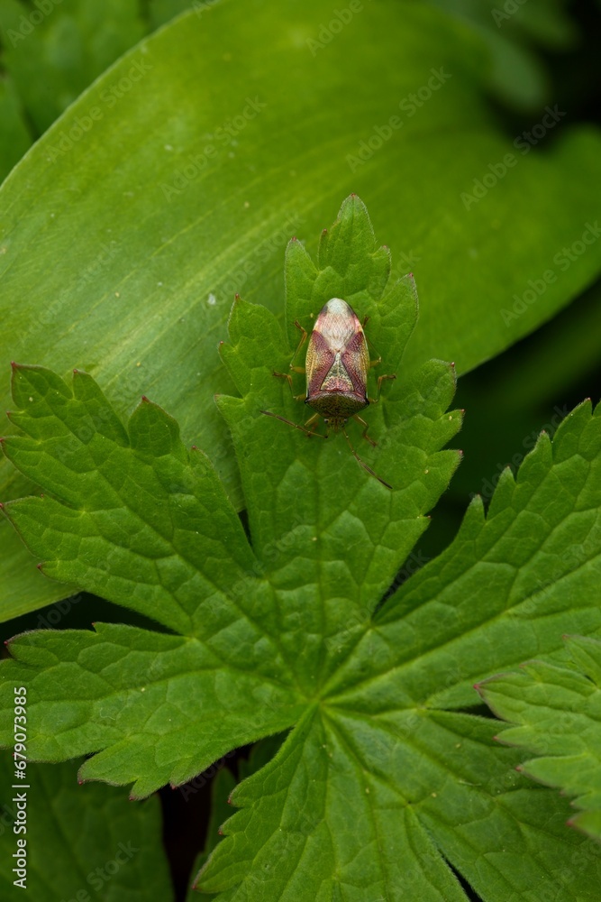 Closeup of an birch shieldbug (elasmostethus interstinctus) sitting on a green leaf.