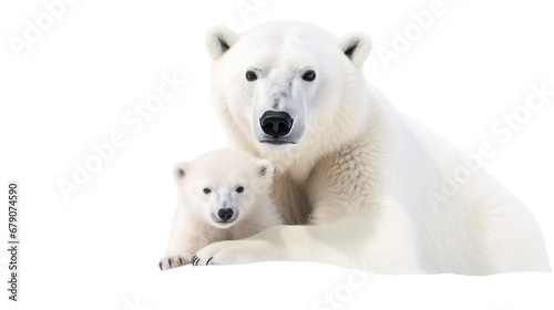 polar bear and baby on the transparent background