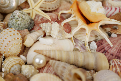 Close up of seashells  and starfishes with pearls