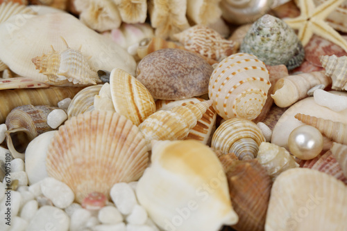 Seashells, with pearls as background.