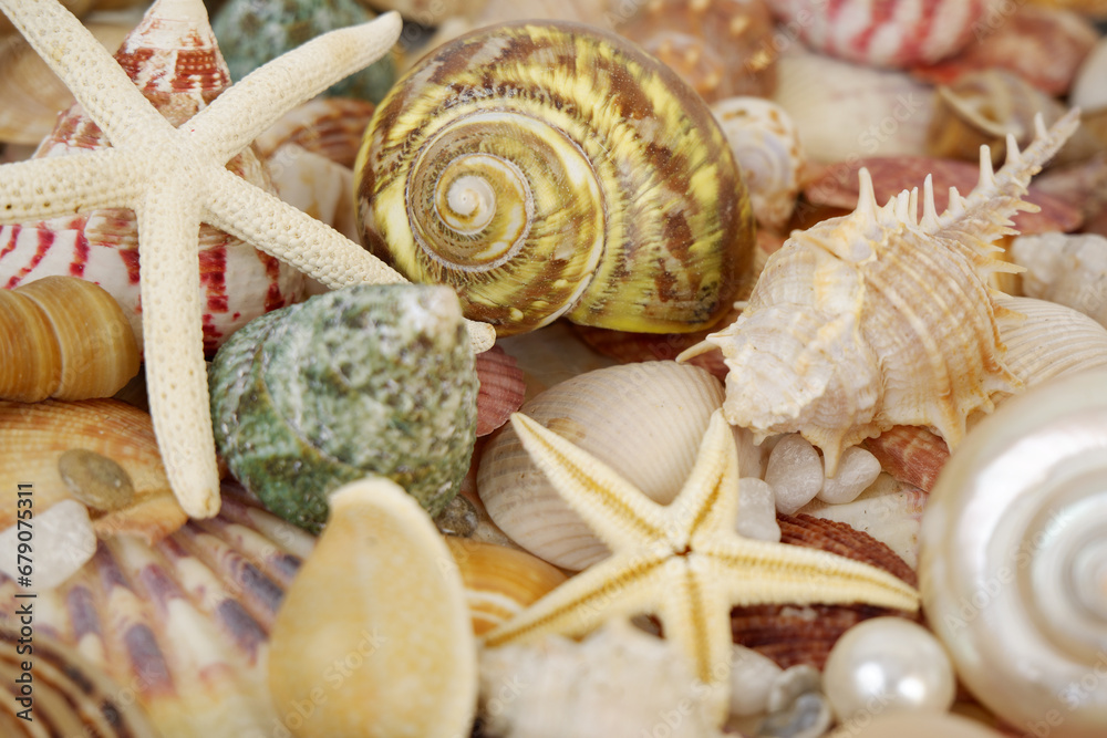 Close up of starfishes and seashells with pearls.