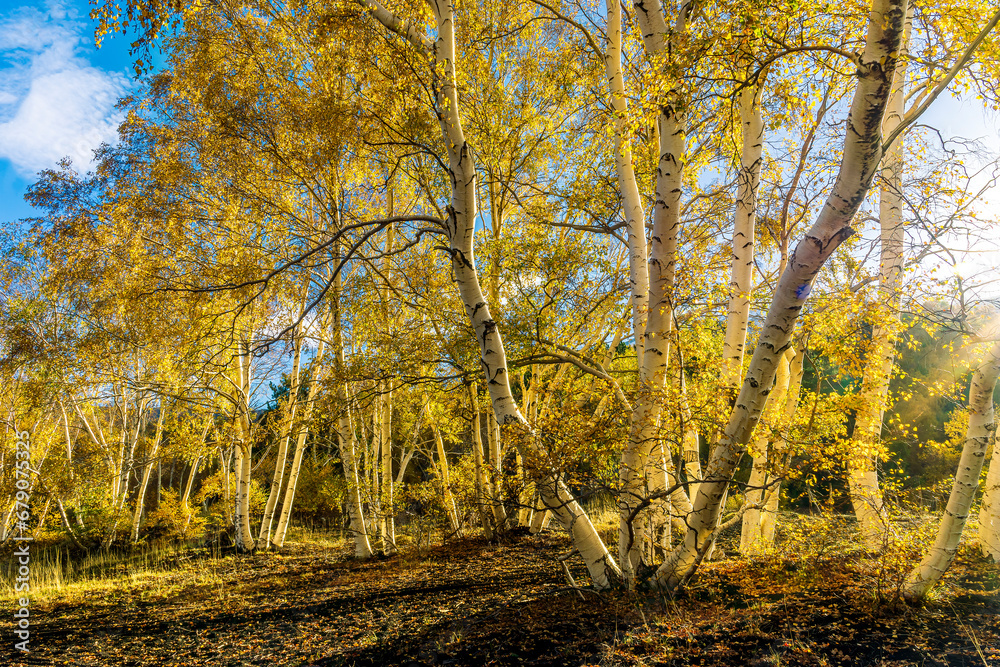Obraz premium scenic yellow landscape of autumn forest with birch trees, orange leaves during fall and green pines