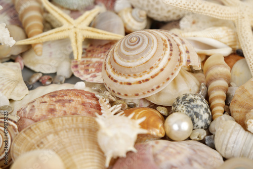 Many sea shells, pearl and starfish close-up.