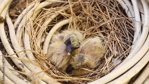 Little birds sleep on nest photo