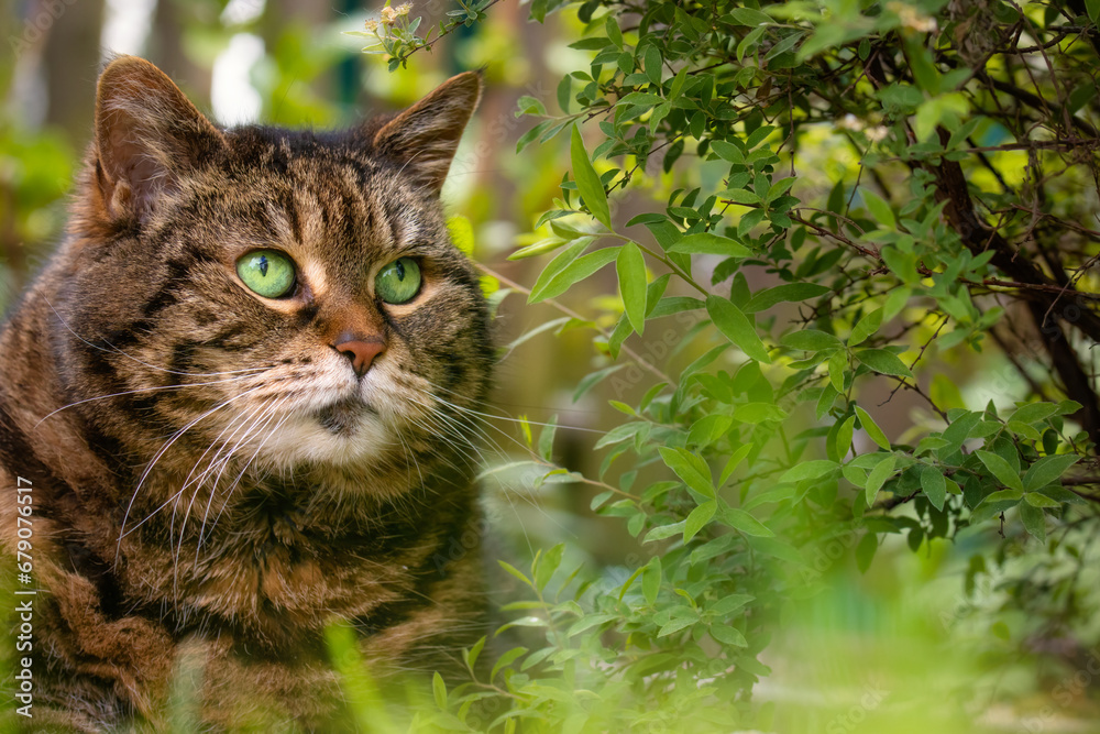 Tabby cat with bright green eyes surrounded by plants which match her eye color