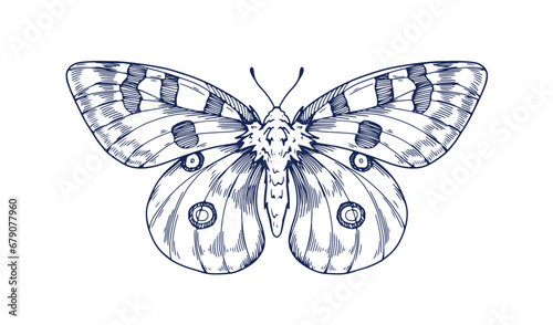 Apollo, vintage ink drawing. Outlined detailed engraved butterfly. Moth, flying insect sketch in old retro handdrawn style. Hand-drawn etched vector graphic illustration isolated on white background
