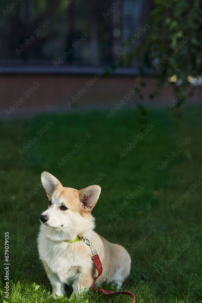 Welsh Corgi Pembroke dog sits on a manicured green lawn in a park in summer. High quality photo Welsh Corgi Pembroke dog sits on a manicured green lawn in a park in summer. High quality photo