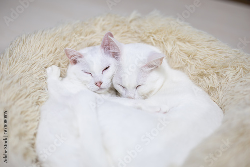 抱き合って眠る白猫の兄妹が寝返りをうつ瞬間 © Sugar0723