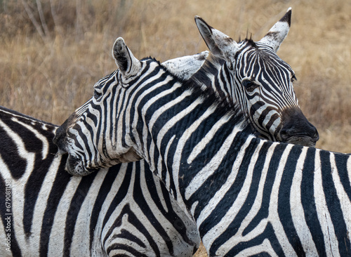 Zebrah in Masai Mara Kenya 