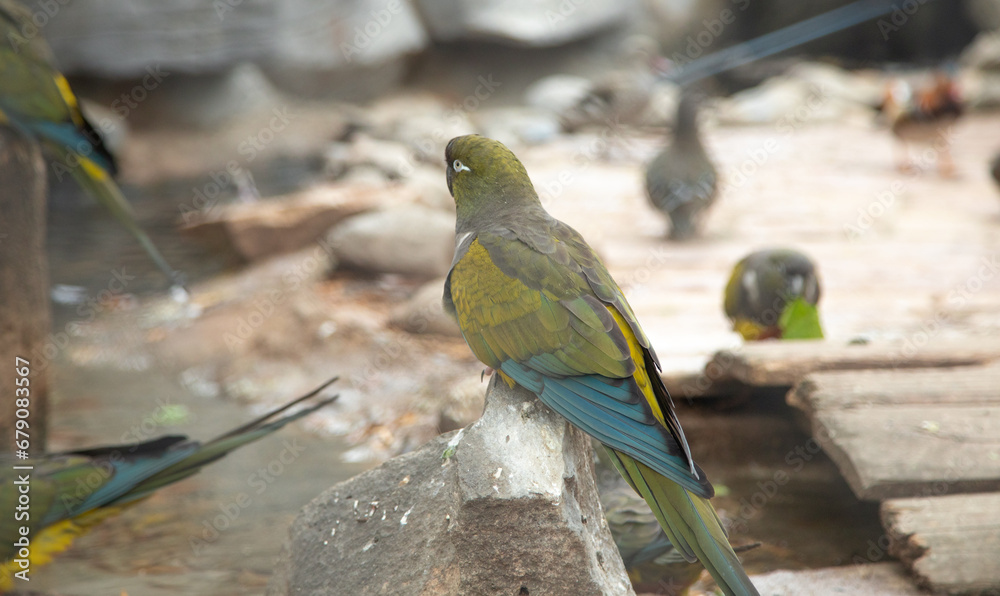 Naklejka premium Beautiful bird in a zoo. Animal. Wildlife