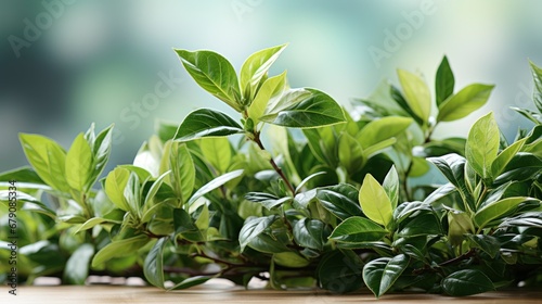 Fresh Green Leaves Bokeh On Nature  HD  Background Wallpaper  Desktop Wallpaper