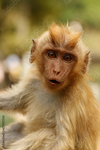 Photography A cute monkey lives in a natural forest of Indonesia