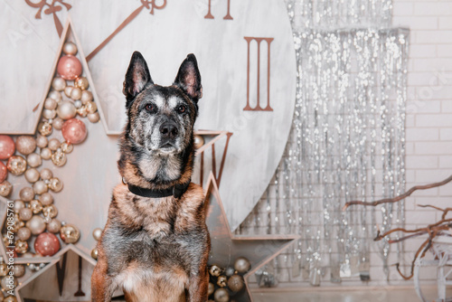 Belgian shepherd Malinois dog breed. Happy New Year, Christmas holidays and celebration