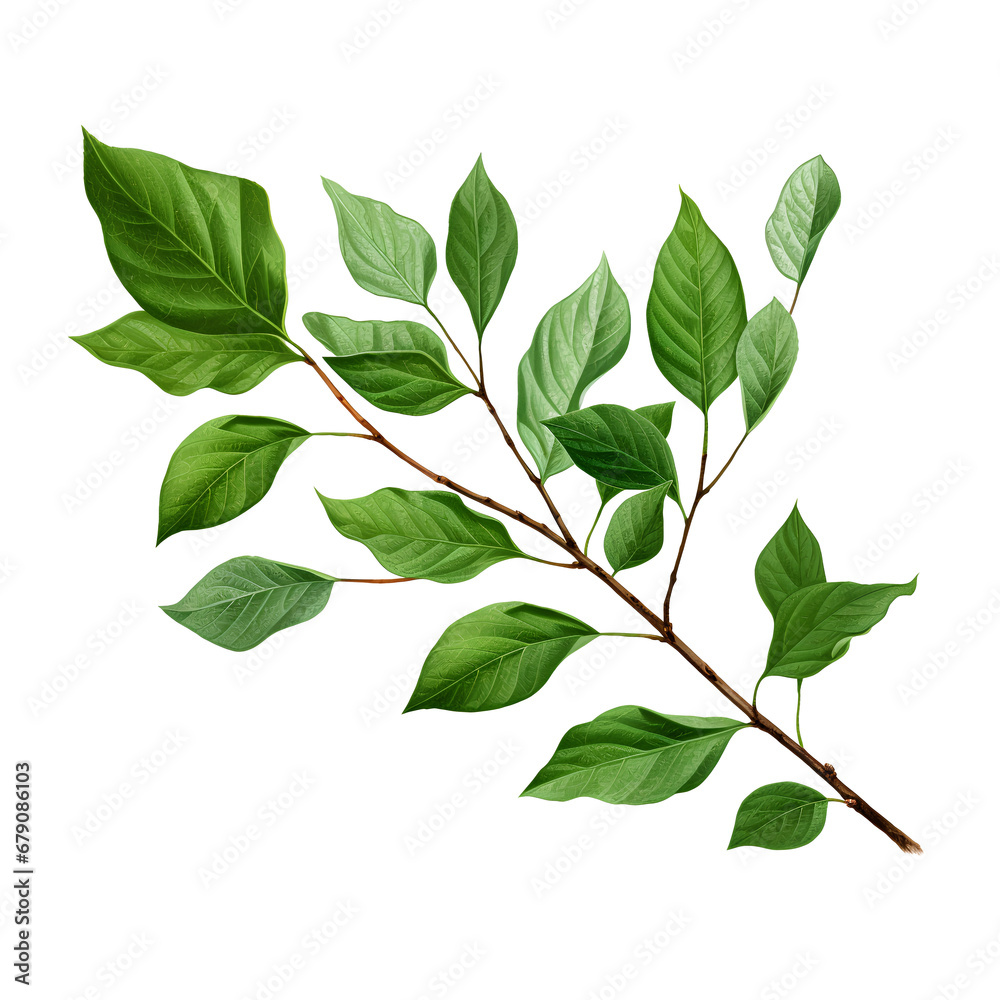 Trees leaves limb composition, isolated on transparent background, png, 300 DPI