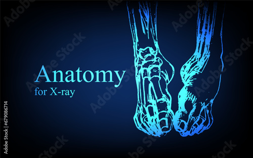 Human anatomy in front on x ray view. Anatomy human body connection, The Various Proportions Of Human foot and toes, Vector hand drawn illustration