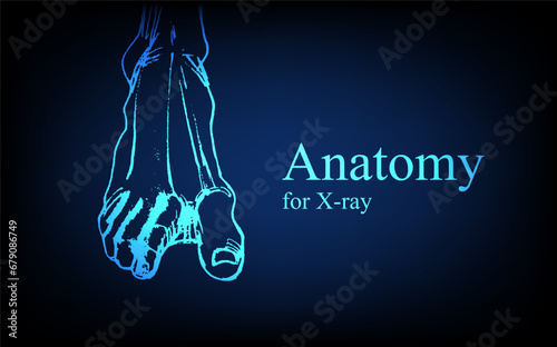 Human anatomy in front on x ray view. Anatomy human body connection, The Various Proportions Of Human foot and toes, Vector hand drawn illustration