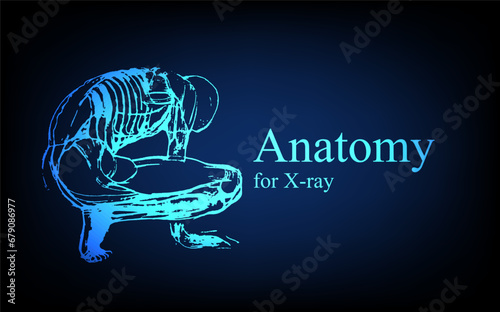 Human anatomy in front on x ray view. Anatomy human body connection, Medical, educational or science banner on futuristic blue background, Vector hand drawn illustration
