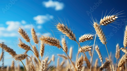 Germany Bavaria Vast Barley Field Spring, HD, Background Wallpaper, Desktop Wallpaper