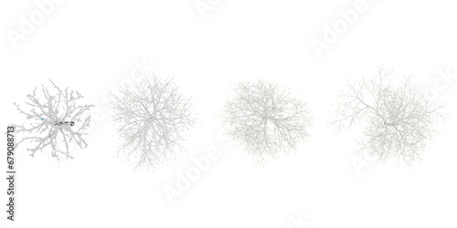 Fototapeta Naklejka Na Ścianę i Meble -  From top view of 3d rendering of Winter trees on snow isolated background
