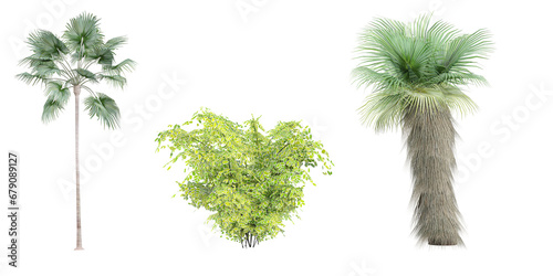 Jungle Green Dwarf Fan Palm Acacia Sabal Palm trees shapes cutout 3d render set