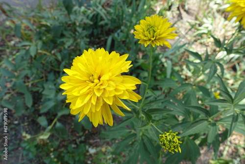 Opening yellow flowers of Rudbeckia laciniata Goldquelle in July