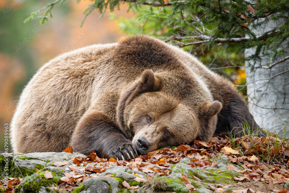Obraz premium brown bear in the woods