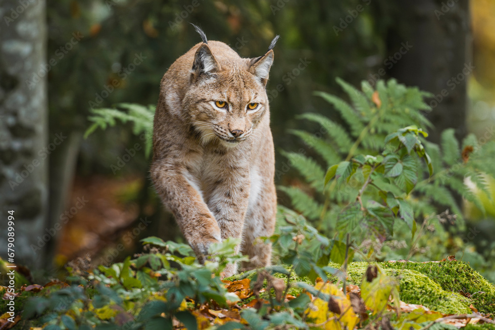 lynx in the forest