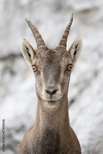 Female ibex © MilanVidakovic