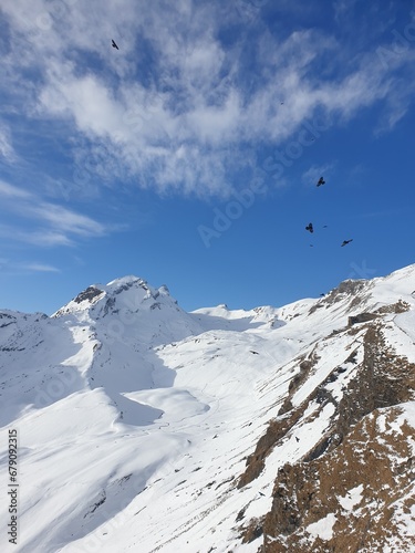 birds flying over the mountains covered snow