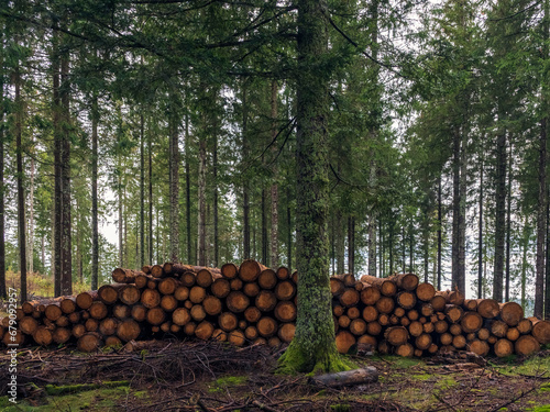 Fototapeta Holz- und Forstwirtschaft