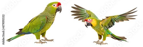 parrot domestic bird pet in green color standing side view wings spred full body close-up, isolated on white transparent background, suitable for veterinary pet shop advertising