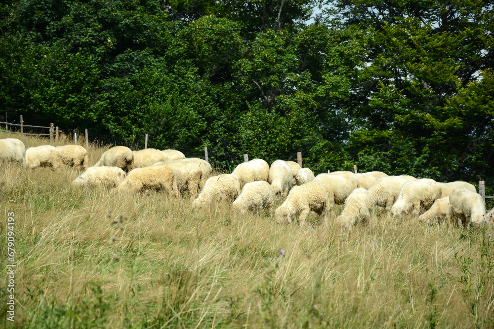 Herd of sheep on beautiful mountain meadow.  Picturesque landscape background on mountainous terrain.