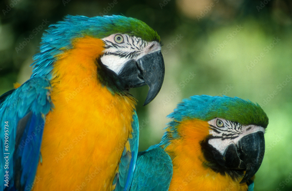 Ara bleu et jaune, .Ara ararauna, Blue and yellow Macaw, Amazonie, Tambopata, Perou